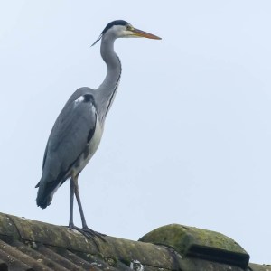 Heron